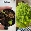 1+1 Free | VitalBloom™ Strengthen Plant Growth