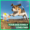 JumpBall™ Paws-on Playtime