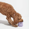 ChewChamp™ Interactive Playmate Toy
