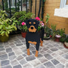 PawPlanter™ Playful Nature Accent