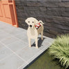 PawPlanter™ Playful Nature Accent