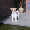 PawPlanter™ Playful Nature Accent