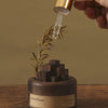 WoodAura™ Grounded Calm Essence