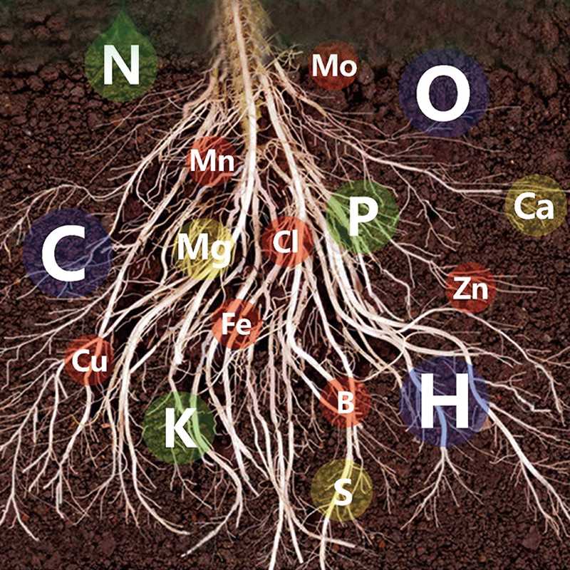 1+1 Free | GreenBoost™ Plant Nutrient Solution
